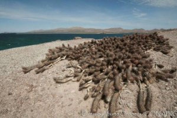 Kraken 4 ссылка